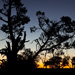 Cypress pine sunset