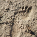 Modern footprint
