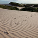 Emu tracks on Mungo dunes