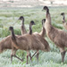 Emus on Lake Mungo