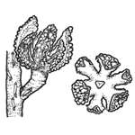 Mallee Cypress Pine Callitris verrucosa 