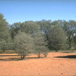 Shrubland of Mulga Acacia aneura. Photograph © T.M. Tame