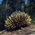 The Echidna will always dig in when confronted by people. Photo by Keith Gillett
