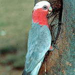 Galahs, like many parrots and other birds, nest in tree hollows.