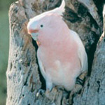 The endangered Pink Cockatoo is relatively common in Mungo National Park.
