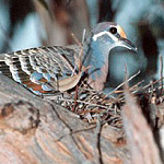 A Common Bronzewing on her nest.