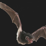 The Little Pied Bat. Photo by M. Pennay, DECCW
