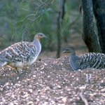 The Mallee Fowl is an endangered species that survives in parts of the Mungo region. Photo by R. Wheeler, DECCW