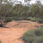 Mallee Fowl incubate their eggs in large mounds scraped together from soil and litter. The eggs are and chicks are vulnerable to introduced predators such as the fox, feral cat and feral pig. Photo by M. Pennay, DECCW