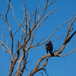 Wedge-tailed Eagle. Photograph © Ian Brown