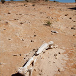 Shells and bones, like this kanagaroo femur, can be dated using the radiocarbon technique. Photograph © Ian Brown