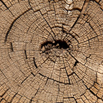 Cypress pine log, Mungo woolshed. Photograph © Ian Brown