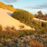 The dunes behind the Mungo lunette are advancing eastwards onto the plain. Photograph © Ian Brown