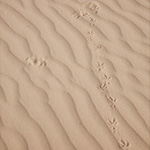 These raven tracks show where the bird launched into flight. Photograph © Ian Brown