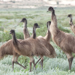 Emus are often seen on the lakebed. Photograph © Ian Brown