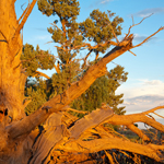 Old cypress pine near Zanci homestead. Photograph © Ian Brown