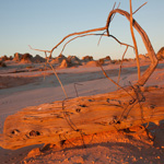 An old fencepost on the Mungo lunette reveals some erosion has been very recent. Photograph © Ian Brown