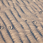Fox tracks. Photograph © Ian Brown