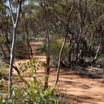 The Mallee Walk is an easy 500 metre stroll with informative signs. Photograph © Ian Brown