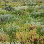 Mixed shrubland with Old Man Saltbush (pale grey). Photograph © Ian Brown