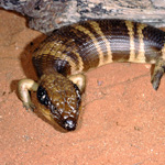 The Western Blue Tongue is a large species of skink.
