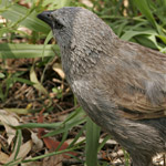 Flocks of mischievous Apostlebirds like to scrounge in camping areas, but should not be fed. Photograph © Rosie Nicolai.
