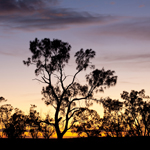 Belah sunrise, Mungo National Park. Photograph © Ian Brown