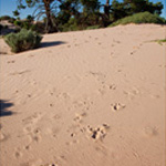 Emu footprints and cypress pines. Photographed © Ian Brown