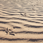 Emu footprints. Photograph © Ian Brown
