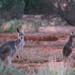 Red Kangaroo. Photograph © Ray Dayman