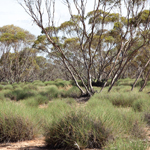 Mallee-spinifex community along the Mungo Track. Photograph © Ian Brown