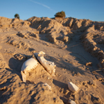 Marsupial bones emerging from the Lake Mungo lunette. Photograph © Ian Brown