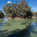 The Murrumbidgee River has been carrying sediment out onto the plains of the Murray Basin for millions of years. Photograph © Ian Brown