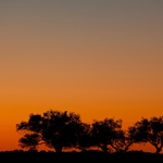 Rosewood trees at dawn. Photograph © Ian Brown